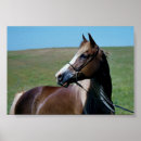 Buscar equino posters Foto