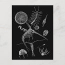 Buscar copepod Plancton