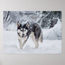 Buscar winter holidays posters Pet
