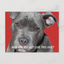 Buscar perro blanco negro postales Para mascotas