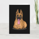 Buscar belga malinois tarjetas Perro