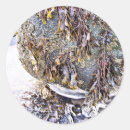 Buscar algas pegatinas Costa