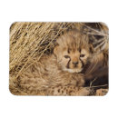 Buscar acinonyx imanes Gato