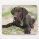 Buscar perritos alfombrillas de raton Labrador retriever