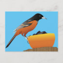 Buscar oriole postales Naturaleza