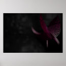 Buscar povray posters Flor