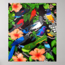 Buscar urracas posters Aves