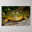 Buscar vertebrado posters Naturaleza