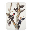Buscar audubon imanes James