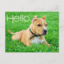 Buscar pitbull blanco postales Cachorro