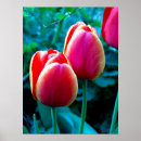 Buscar tulipanes amarillos posters Naturaleza