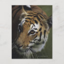 Buscar panther postales Naturaleza
