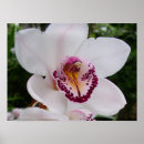 Buscar orquídeas blancas posters General y unisex