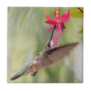 Buscar colibrí azulejos Flor