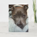 Buscar pitbull tarjetas Pittie