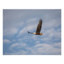 Buscar alza fotografía Águila