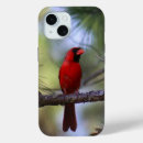 Buscar cardinal iphone fundas Naturaleza