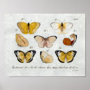 Buscar insecto rojo posters Amarillo