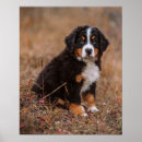 Buscar la berna posters Canina