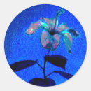Buscar hibisco azul pegatinas Cumpleaños