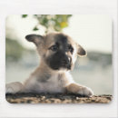 Buscar german alfombrillas de raton Cachorro