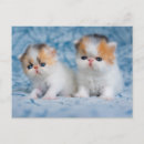 Buscar gato persa calico Esponjoso