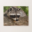 Buscar mapaches puzzles Naturaleza
