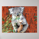 Buscar koalas posters Australia