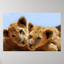 Buscar leones posters Animales