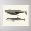 Buscar mamíferos marinos posters Ballena jorobada