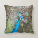 Buscar plumas del pavo real cojines Foto