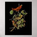 Buscar pájaros rojos posters Ornitología