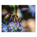 Buscar abeja fotografía Jardines
