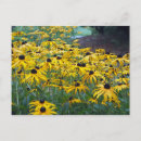 Buscar susan postales Jardín de flores