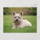 Buscar cairn terrier postales Cachorro