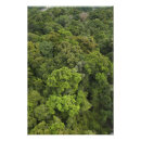 Buscar pete fotografía Selva tropical