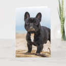 Buscar raza pura tarjetas Frenchie