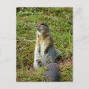 Buscar ardilla de zorro postales General y unisex