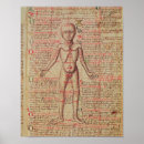 Buscar anatomia del cuerpo humano posters Médico