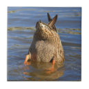 Buscar duck azulejos Pato