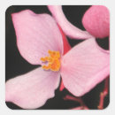 Buscar begonias pegatinas Rosa