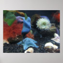 Buscar peces de agua salada posters Acuario