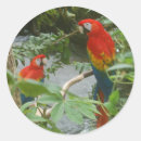 Buscar loros pegatinas Macaw