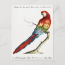 Buscar macaws tarjetas e invitaciones Loros