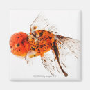 Buscar goldfish imanes Criaturas del sealife