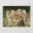 Buscar jubatus postales África