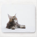 Buscar cat raton fotografía Felino