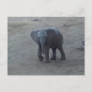 Buscar elefante del bebé postales Foto