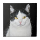 Buscar gato blanco y negro azulejos Naturaleza