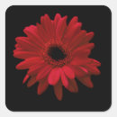 Buscar gerberas pegatinas Gerbera daisy